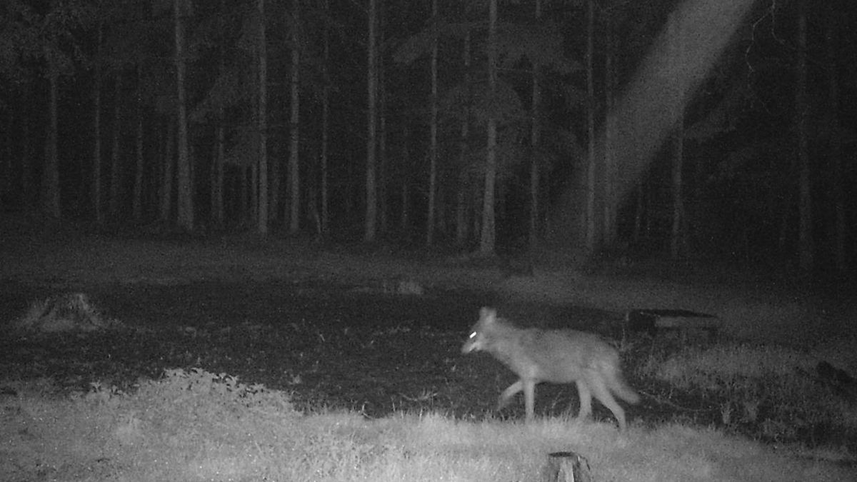 Dva vlky zachytily fotopasti na Plzeňsku. Dávejte si pozor na psy, varují myslivci místní